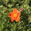 Potentilla Laranja