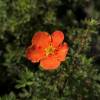 Potentilla Laranja