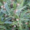 Sarcococca hookeriana