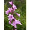 Watsonia rosa