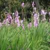 Watsonia rosa