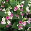 Weigelia bicolor branco-rosa
