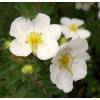 Potentilla Branca