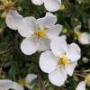 Potentilla Branca