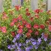 Potentilla 'Danny Boy'