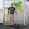 Cafeeiro do Kentucky, Kentucky Coffeetree