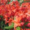 Azalea mollis 'Hotspur Red'