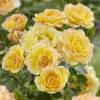 Roseira paisagística amarela 'Yellow Fairy'