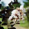 Flor de Merenda com folhagem negra - Branco