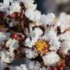 Flor de Merenda com folhagem negra - Branco