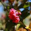 Flor de Merenda vermeilho