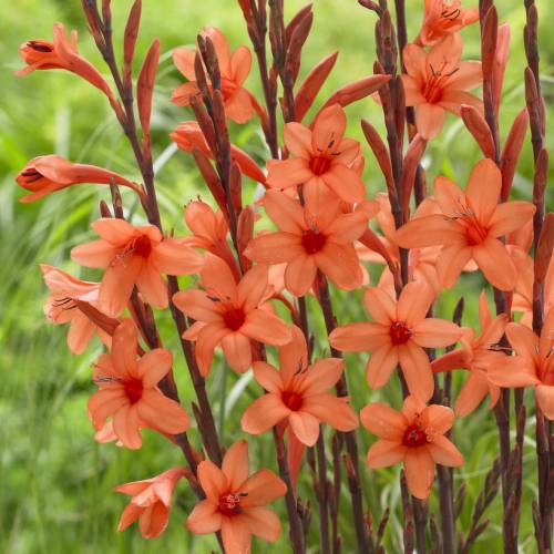 Watsonia laranja : venda Watsonia laranja / Watsonia borbonica 'Peach Glow'