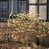 Arbusto papel com flores de ouro, Edgeworthie