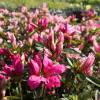 Azlea japonesa 'Pink Spider'