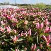 Azlea japonesa 'Pink Spider'