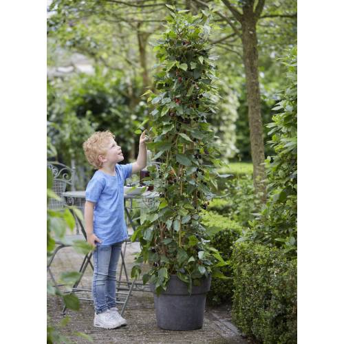 Pianta Di Mojo Berry (Morus Rotundiloba) In Vaso 20 Cm - Alberello Da Frutto Ornamentale Da Esterno, Vera Pianta Da EGarden.store