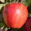 Macieira 'Calville rouge d'hiver'