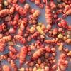 Oca do Peru