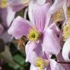 Clematite 'Montana Mayleen'