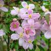 Clematite 'Montana Mayleen'