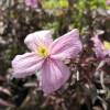 Clematite 'Montana Mayleen'