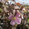 Clematite 'Montana Mayleen'