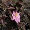 Clematite 'Montana Mayleen'