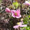 Clematite 'Montana Mayleen'