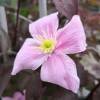 Clematite 'Montana Mayleen'