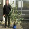 Cerejeira an� auto f�rtil 'Cherry baby'