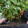 Cerejeira de Nankin frutos vermehlos