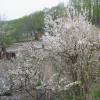 Cerejeira de Nankin