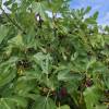 Figueira an�