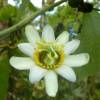 Passiflora branca