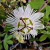 Passiflora branca