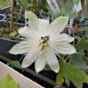 Passiflora branca