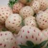 Morangueiro 'Pineberry', Morango branco-Ananas