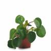 Pilea, Planta chinesa do dinheiro