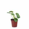 Pilea, Planta chinesa do dinheiro