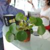 Pilea, Planta chinesa do dinheiro