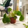 Pilea, Planta chinesa do dinheiro