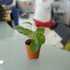 Pilea, Planta chinesa do dinheiro