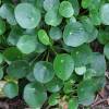 Pilea, Planta chinesa do dinheiro