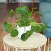 Pilea, Planta chinesa do dinheiro