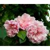 Roseira 'Albertine'