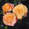 Roseira 'Amber Flush'