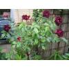 Roseira 'Burgundy Ice'