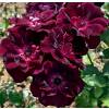 Roseira 'Burgundy Ice'