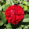 Roseira 'Coluche'