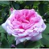 Roseira 'Comte de Chambord'